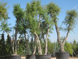 Image result for Quercus suber