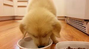 This is when puppies switch from a diet solely of mother's milk to solid food. Puppy Drinking Water Eating Food 8 Week Old Boy English Cream Golden Retriever Youtube