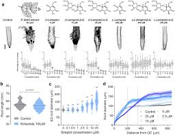 Image result for Tricalysia semidecidua
