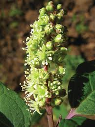 Image result for Phytolacca dodecandra