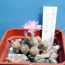Image result for Chlorophytum velutinum