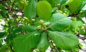 Maybe you would like to learn more about one of these? HÆ°á»›ng Dáº«n Dung La Bang Chá»¯a Bá»‡nh Dáº¡ Day Hiá»‡u Quáº£ 100