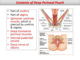 There is a printable worksheet available for download here so you can take the quiz with pen and paper. Ppt Female Perineum And External Genitalia Powerpoint Presentation Free Download Id 1898395