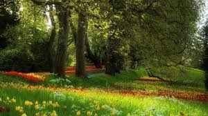 Pngtree offers background taman png and vector images, as well as transparant background background taman clipart images and psd files. Wallpaper Bunga Taman Hd Park Of Flowers Hd Desktop Wallpaper Widescreen High Definition Tulips Tulip Flower Bed Re Taman Indah Pemandangan Alam Yang Indah