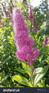Image result for Spiraea billardii