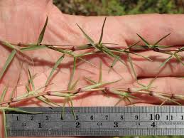 Image result for Paspalum vaginatum