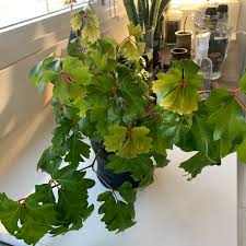 Image result for Rhoicissus rhomboidea