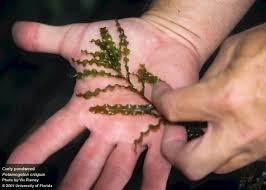 Image result for Potamogeton crispus