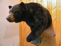 Black Bear Half Mount Bear Taxidermy Shoulder Mounts Pa Bear Mounts Bear Hunting Black Bear