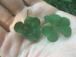 The leaves are shaped like typically oak leaves but are much bigger: How To Identify Wood Sorrel Foraging For Edible Wild Greens Good Life Revival
