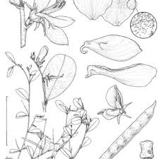 Image result for Indigastrum parviflorum