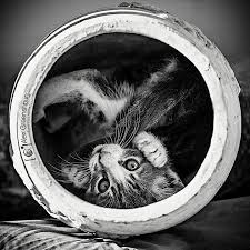 Fotografie Coole Katzen In Schwarz Weiss Katze Schwarz Weiss Internationaler Tag Der Katze Coole Katzen