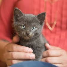 Image result for kittens