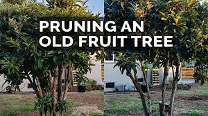If you have fruit trees growing on the properties you hunt, you are lucky! How To Prune Old Fruit Trees Youtube