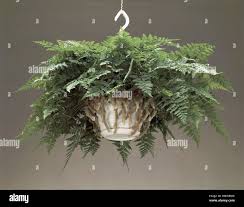 Image result for Davalliaceae