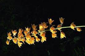 พฤษภาคม เท ยวน ำหนาวฤด ฝน ไปยลกล วยไม ย กษ เอ องบ ษราค ม จ เพชรบ รณ น ำ หนาว ร จ กก นด ว าป าเปล ยนส สวยส ดยามต นฤด หนา wonderful places wonder plants