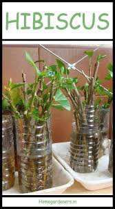 Propagate hibiscus cuttings in water very easily.:)(how to grow hibiscus from cuttings(in potting mix). The Best Ways To Grow Care And Utilize Hibiscus Plants Home Gardeners