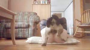 Caledonian dog porn