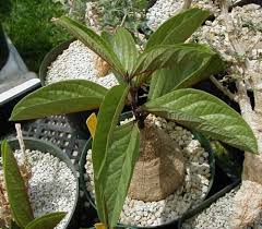 Image result for Adenia rumicifolia