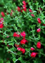 Get Ready For Summer Gardening In Dallas Here Are 10 Flowers That Do Well In Hot Weather Summer Garden Backyard Garden Design Flowers