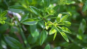 Image result for Rubia cordifolia
