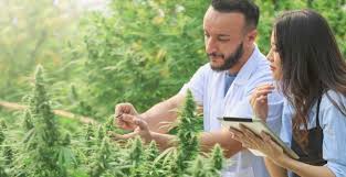How does marijuana affect the brain? Psychological researchers examine  impact on different age groups over time