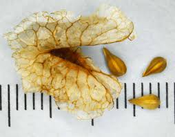 Image result for Afrobrunnichia erecta