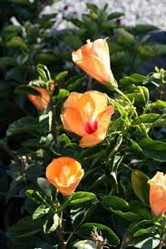 Image result for Hibiscus mastersianus
