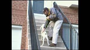 The can also serve as a retaining wall, holding back soil erosion. How To Teach A Dog To Go Up And Down Stairs By Bobs Pet Stop Youtube