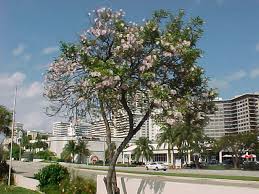 Image result for Tabebuia heterophylla