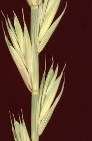 Image result for Lepturus repens