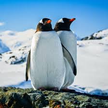And we are going to … Adopt A Penguin Find Me A Gift