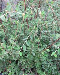 Image result for Cotoneaster