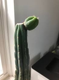 Cacti are distinguished from other succulents by take a cutting consisting of two to five segments and set it aside to develop a callous. Tips I Had To Cut The Top Of My Cactus Because Of Rot It S Not Growing From The Callus It S Just Growing Sideways Is There Anyway To Help It Grow Straight