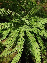 Image result for Adiantum patens