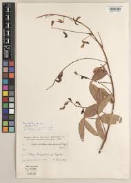 Image result for Physostigma mesoponticum