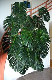 Split Leaf Philodendron Monstera Deliciosa Plants Cool Plants Indoor Plants