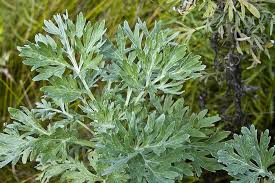 Consider getting help during this time, which can be very hectic and overwhelming. 500 Wormwood Seeds Artemisia Absinthium Our Sacred Garden