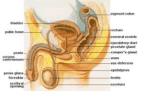 Posted by admin posted on desember 05, 2019 with no comments. Ejaculatory Duct Wikipedia