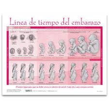 Timeline Of Pregnancy Chart Childbirth Graphics