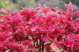 Image result for Coleus gracillimus