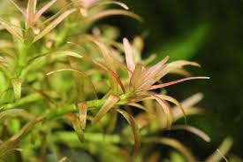 Image result for Rotala mexicana
