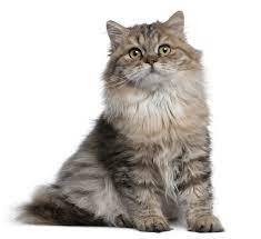 While there are some true feral felines. British Longhair Katzen Informationen Zu Den Rassen Omlet