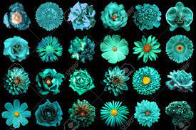 See more ideas about beautiful places, places to travel, places to go. Collage Of Natural And Surreal Turquoise Flowers 24 In 1 Peony Dahlia Primula Aster Daisy Rose Gerbera Clove Chrysanthemum Cornflower Flax Pelargonium Marigold Tulip Isolated On Black Stock Photo Picture And Royalty