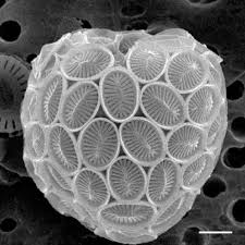 Image result for Exotheca