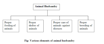 animal husbandry and cattle farming class 9 biology notes on