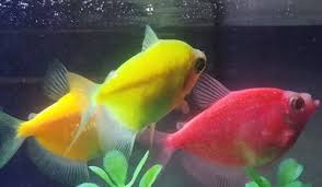 Glofish bettas are an exciting addition to glofish! Best Glofish Aquarium Kits Setup Guide 2021 Reviews
