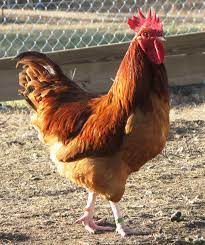 (canada, us, kent, australia, new zealand) a male domestic chicken (gallus gallus domesticus) or other gallinaceous bird. What To Do With Unwanted Roosters Cackle Hatchery
