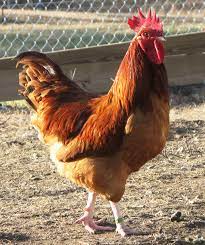 (canada, us, kent, australia, new zealand) a male domestic chicken (gallus gallus domesticus) or other gallinaceous bird. What To Do With Unwanted Roosters Cackle Hatchery