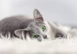 Affected cats may also have increased thirst and urination. Cancer In Cats Recognizing And Reducing The Risk For Your Feline Friend Oakland Veterinary Referral Services